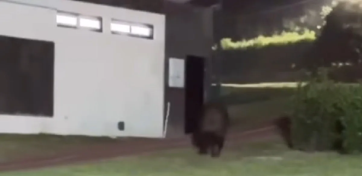 Un ours a terrorisé la famille d’un ancien footballeur du Bayern Munich. VIDÉO